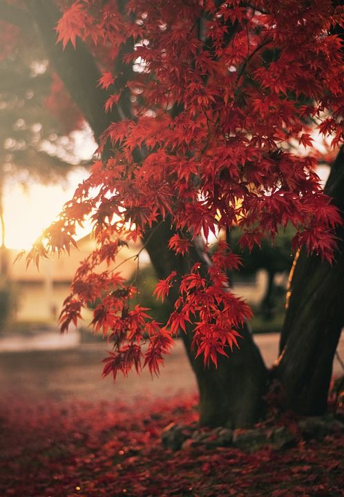 枫 自然 树叶 秋天 森林 落下 季节