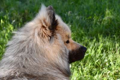 狗 狗肖像 狗Eurasier 男性 黑色的口吻 可爱 动物