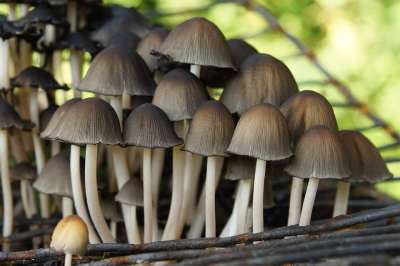 蘑菇 自然 森林 落下