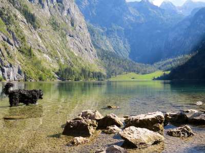 去旅行 假期 山 湖 巴伐利亚 Königssee 狗 水 放松