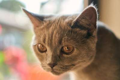 猫 可爱的 宿醉 小的 婴儿 年轻 动物 家畜 毛皮 柔软的