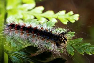 吉普赛人的毛毛虫 宏摄影 昆虫 自然 Montseny