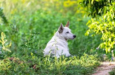 狗 原野 白狗 犬类 小狗 草 草地 宠物 动物