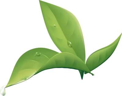 植物 叶 湿 自然 绿色 湿叶 向量