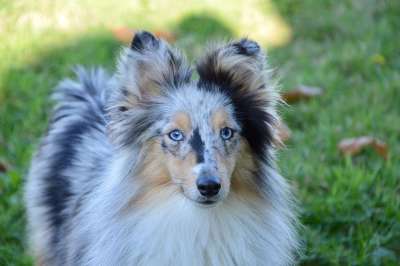 狗 母狗 婊子设得兰群岛牧羊犬 狗的设得兰群岛牧羊犬贵族 女性的小狗