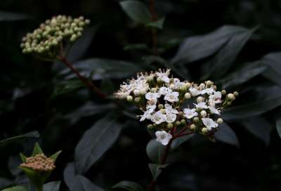 珊瑚Tinus 雪球 冬天 灌木 Bloemscherm 白色的