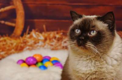英国短毛猫 猫 野生动物 复活节 蛋 有色 复活节快乐 多彩多姿的