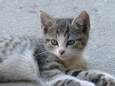 猫 宠物 动物 小猫 眼睛 基蒂 Kotě Koťátko 蓝眼