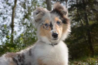 狗娘养的设得兰群岛牧羊犬 婊子蓝色的贵族 蓝色的梅尔 动物 可爱 狗