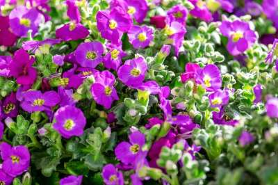 蓝色枕头 园林植物 开花 紫色的 粉色的 交叉鲜花 观赏植物 花海