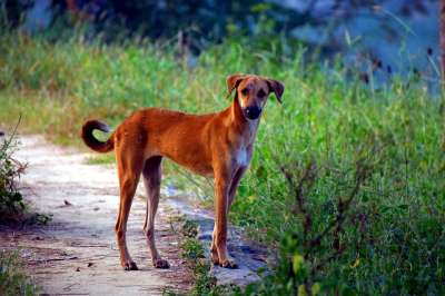 黄色的贱民的狗 Pye狗 犬类 街头狗
