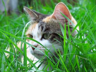 猫 花园 玳瑁 国内的 猫科动物 户外的