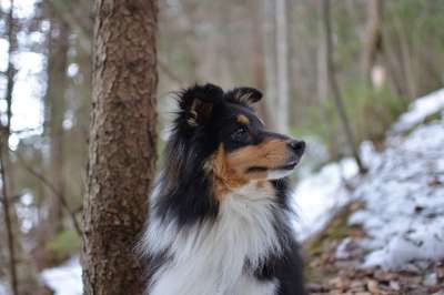 设得兰群岛牧羊犬 狗 森林 高野 雄性的狗 宠物 动物 家犬