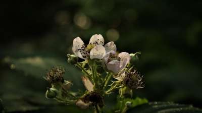 黑莓 水果 牛毛刺 鲜花 开花 树木 在树林里 性质 夏天