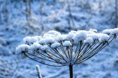 冬天 雪 十二月 圣诞节 自然 第一场雪 新的一年 霜 寒冷的