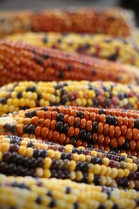 玉米 花园 收成 食物 自然 农业 农场 蔬菜 爆米花 美食家