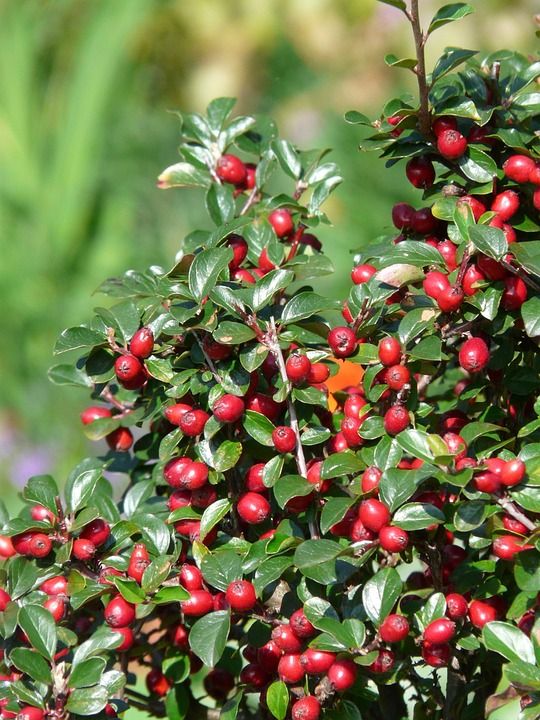 笨重的Cotoneaster 灌木 浆果 红色的 大块枇杷 紫菖蒲