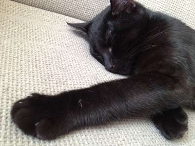 猫 黑色的 动物 猫科动物 国内的 小猫 哺乳动物 快乐的 睡眠
