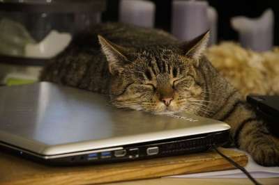 动物 猫 猫科动物 宠物 睡眠 笔记本电脑