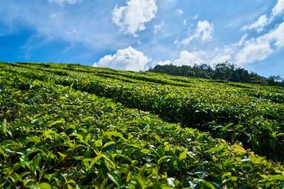 茶 草本植物 绿色 看法 自然 和平 茶园 叶子 小树 场地