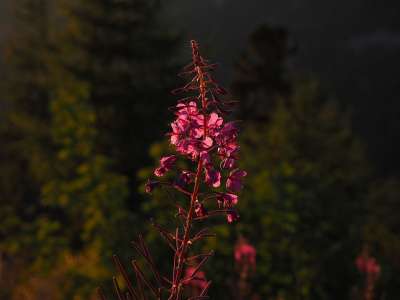 Epilobium 狭叶兰 花 开花 逆光 傍晚的太阳 微红 红色