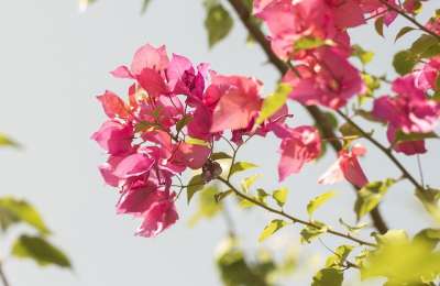 花 早晨 公园 花园 自然 植物 绿色 季节 开花 花的 光