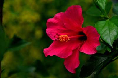 芙蓉 花 植物 红芙蓉 花瓣 花园 盛开 开花 植物群 自然