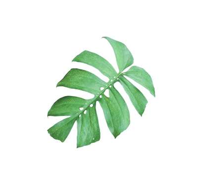 棕榈 叶子 绿色 植物学 异国情调 椰子 热带 叶 枝杈 树