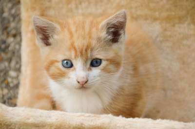 小猫 猫 猫科动物 可爱 动物 毛皮 哺乳动物 毛茸茸 青年