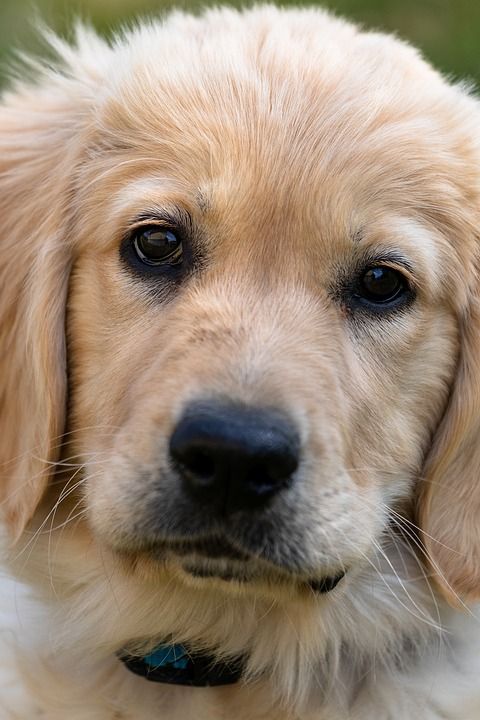 黄金猎犬 小狗 狗 动物 年轻 五 哺乳动物 友好 甜的