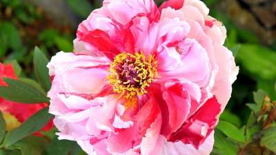 花 牡丹 花园 性质 花朵 春天 工厂