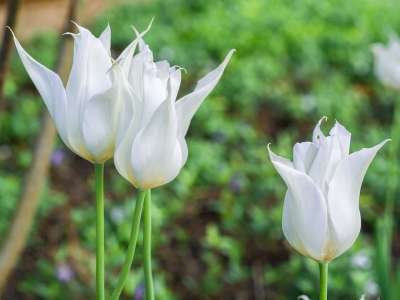 花 郁金香 鲜花 花园 春天