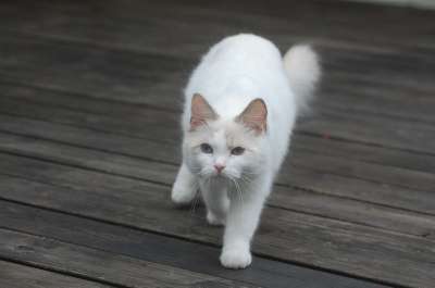 白 猫 捕食者 俏皮的
