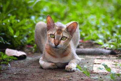 猫 糟糕的 猎人 可爱的 动物 宠物 有天赋的人 绿色的宠物