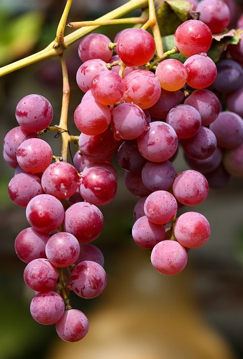 葡萄 水果 葡萄藤 植物 食物 健康 营养 葡萄园 维生素
