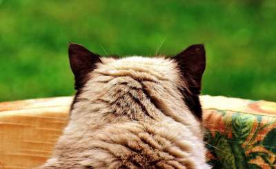英国短毛猫 猫 野生动物 家猫 毛皮 动物 家畜 纯种 毛茸茸的