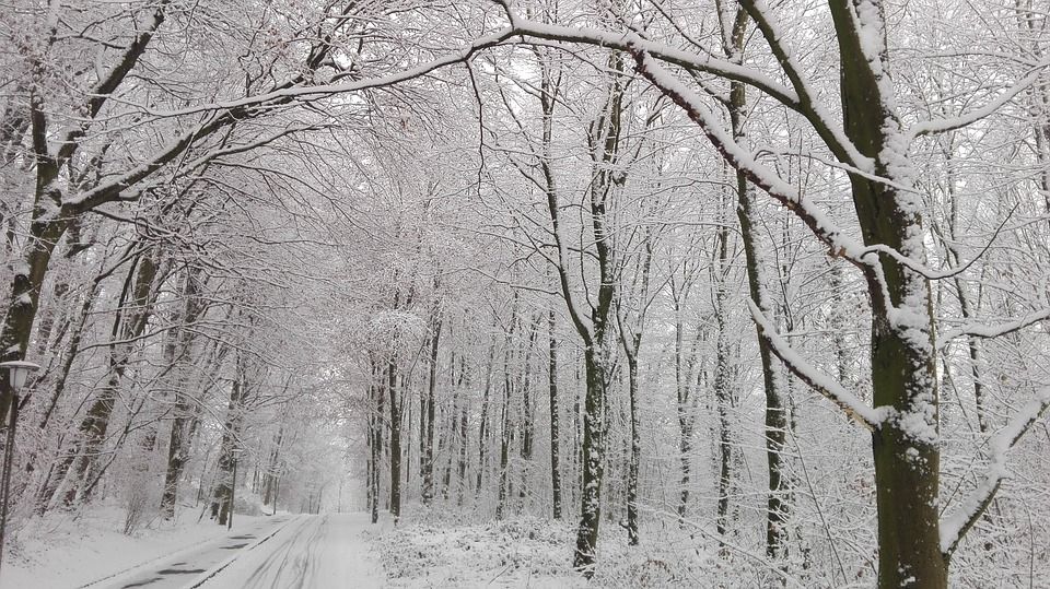 森林, 雪, 街道, 冬天, 灰色林, 灰色街, 灰色雪