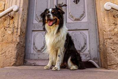 牧羊人 狗 宠物 犬类 动物 毛皮 鼻子 哺乳动物 狗肖像