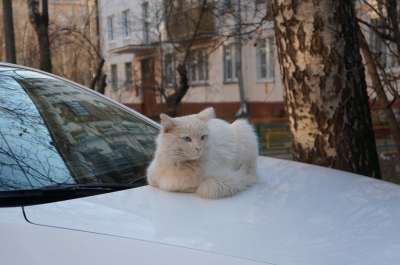 春天 猫 白猫 街猫 一个户外的猫 漂亮的猫 动物 外猫 休息