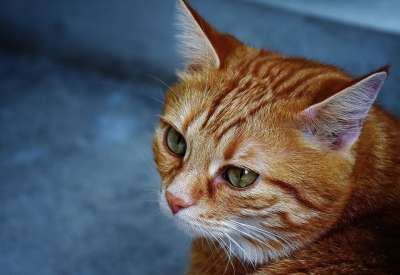 猫 宿醉 红色的 可爱的 鲭鱼 老虎 舒适 动物 家猫 毛皮
