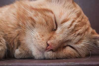 猫 吉祥物 动物 小猫 肖像 猫科动物 可爱 皮肤