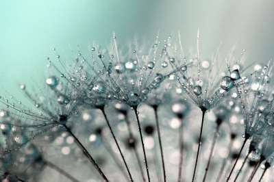 蒲公英种子 蒲公英 水滴 露珠 露滴 花的 花朵 杂草 漂亮
