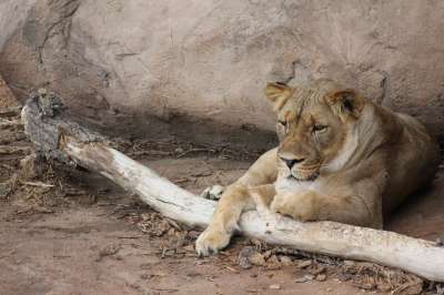 狮子 野生动物 荒野 动物 猫 猫科动物 苹果浏览器 食肉动物