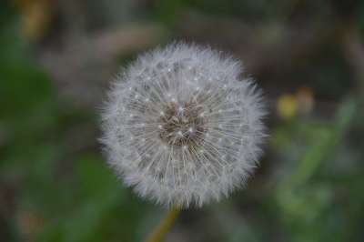 花 狮子牙 植物区系 蒲公英 白色的 自然 植物 场 植物群