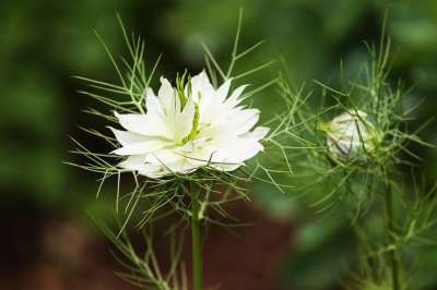 绿色处女 大马士革黑种草 白色的 花园黑孜然 关闭 开花 花