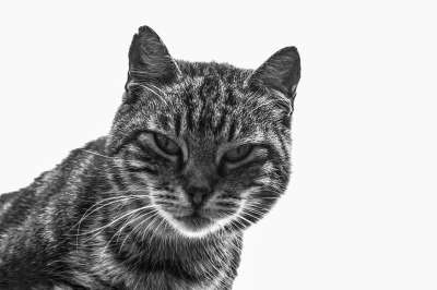猫 猫科动物 动物 家畜 看 猫看 宠物 肖像 紧张的样子