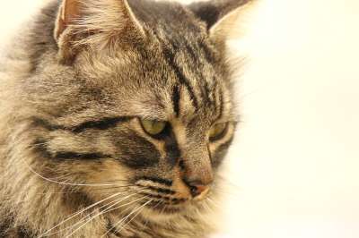 猫 特写 肖像 动物 眼睛 棕色的眼睛