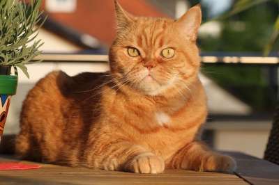 猫 英国短毛猫 猫的眼睛 英国的 猫脸 短发 眼睛 毛皮 注意力