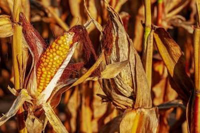 玉米棒子 玉米 玉米粒 黄色 食物 场地 落下 自然 玉米地