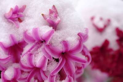 风信子 开花 花 雪 春天 下雪的 寒冷的 霜 冬天